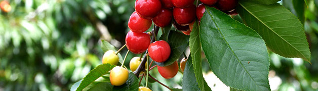 哈爾濱假肢廠(chǎng):大楊假肢_哈爾濱市大楊假肢_3D打印、3D掃描脊柱側(cè)彎支具-黑龍江假肢_哈爾濱假肢_哈爾濱假肢公司（矯形器.脊柱側(cè)彎）